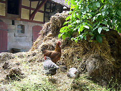 Hühner auf Misthaufen