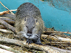 Nutria, Heimat: S&uuml;damerika