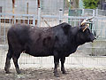 Zwerzebu, Heimat: Asien