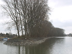 Rhein und Altrhein im Naturschutzgebiet K&uuml;hkopf-Knoblochsaue