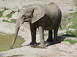 Afrikanischer Elefant im Opelzoo