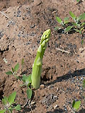 Gr&uuml;nspargel