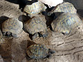 Griechische Landschildkröten