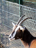 Ziege