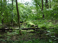 Naturbelassenes Rheinufer neben dem Wanderweg