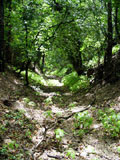 Naturbelassener Hohlweg bei Bensheim-Zell
