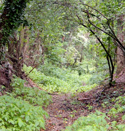 Hohlweg als grüner tunnel