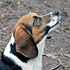 Beagle Finley