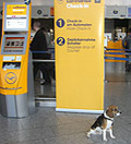 Finley am Flughafen Frankfurt