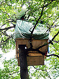 Baumhaus Robin Wood