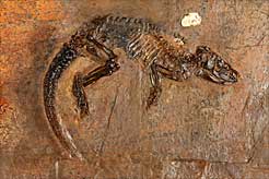 Fund aus der Grube Messel: 