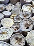 Rudisten (Muscheln, die vor ca. 70 Mio Jahren groe Riffe in tropischen Flachmeeren bildeten)