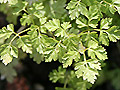 Kerbel