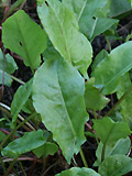 Sauerampfer