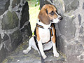 Beagle Finley vor einer Schiescharte