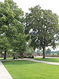 Park