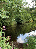 Teich