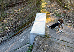 Beagle Finley beim Blick in die Vergangenheit