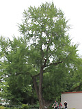 Ginkgobaum, gepflanzt um 1750