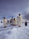 Kaiserpinguine