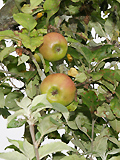 pfel im August