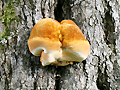 Pilz am Apfelbaumstamm