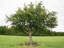 Apfelbaum mit Bank