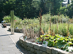 Arzneipflanzengarten