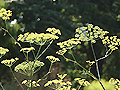 Garten-Fenchel