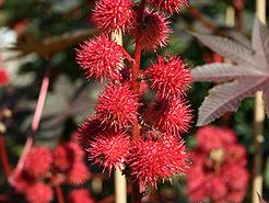 Wunderbaum, Rizinus
