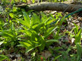 Bärlauch vor der Blüte