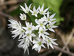 Bärlauchblüte