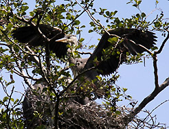 Die anderen Jungvgel mssen sich ducken.