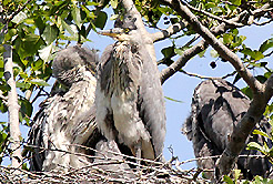 Graureiher. Kaum Platz im Nest