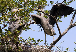 Erste Vorbereitungen zum Flug der Graureiher