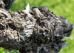 Totholz. Skurrile Figuren