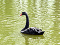 Schwarzschwan
