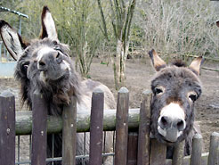 Esel in der Fasanerie Groß-Gerau