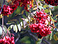 Beeren