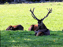 Kapitaler Hirsch