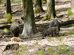 Wildschweine mit Frischling