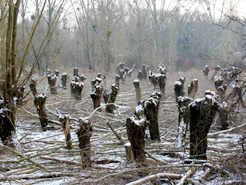 Kopfweiden im Winter