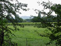 Wald, Wiesen und Wein
