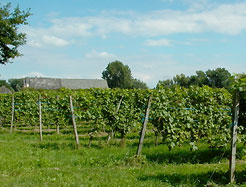 Weinbau auf der Insel Mariannenaue, im Hintergrund das Hofgut