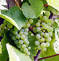 Wein auf der Insel Mariannenaue