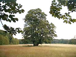 Solitär im Naturschutzgebiet Mönchbruch