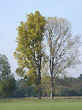 Baumduett