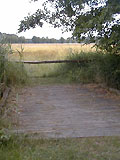 Wiese im Mönchbruch