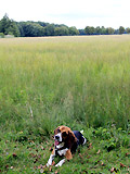 Beagle Finley