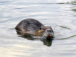 Nutria 